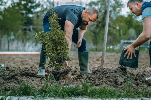 Bellville, TX Tree Services Company